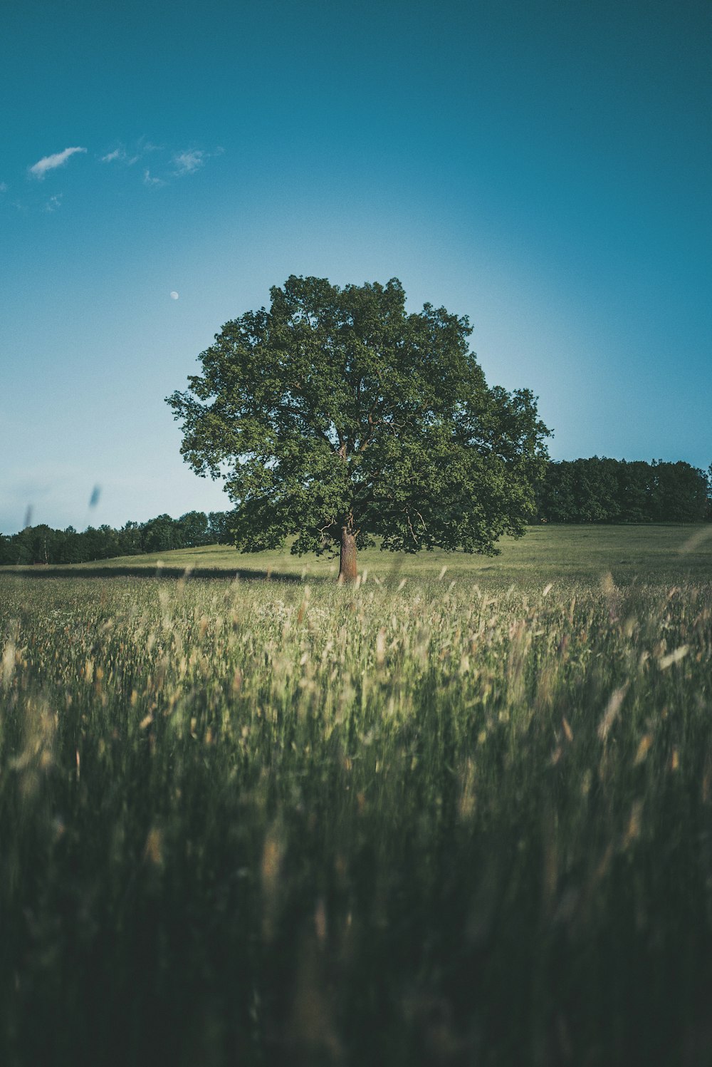 green tree on green grass field during daytime