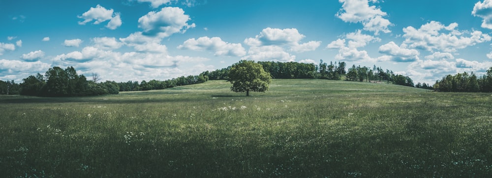 green tree on green grass field under blue sky during daytime