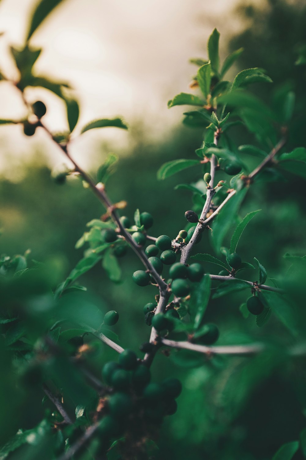 green leaves in tilt shift lens