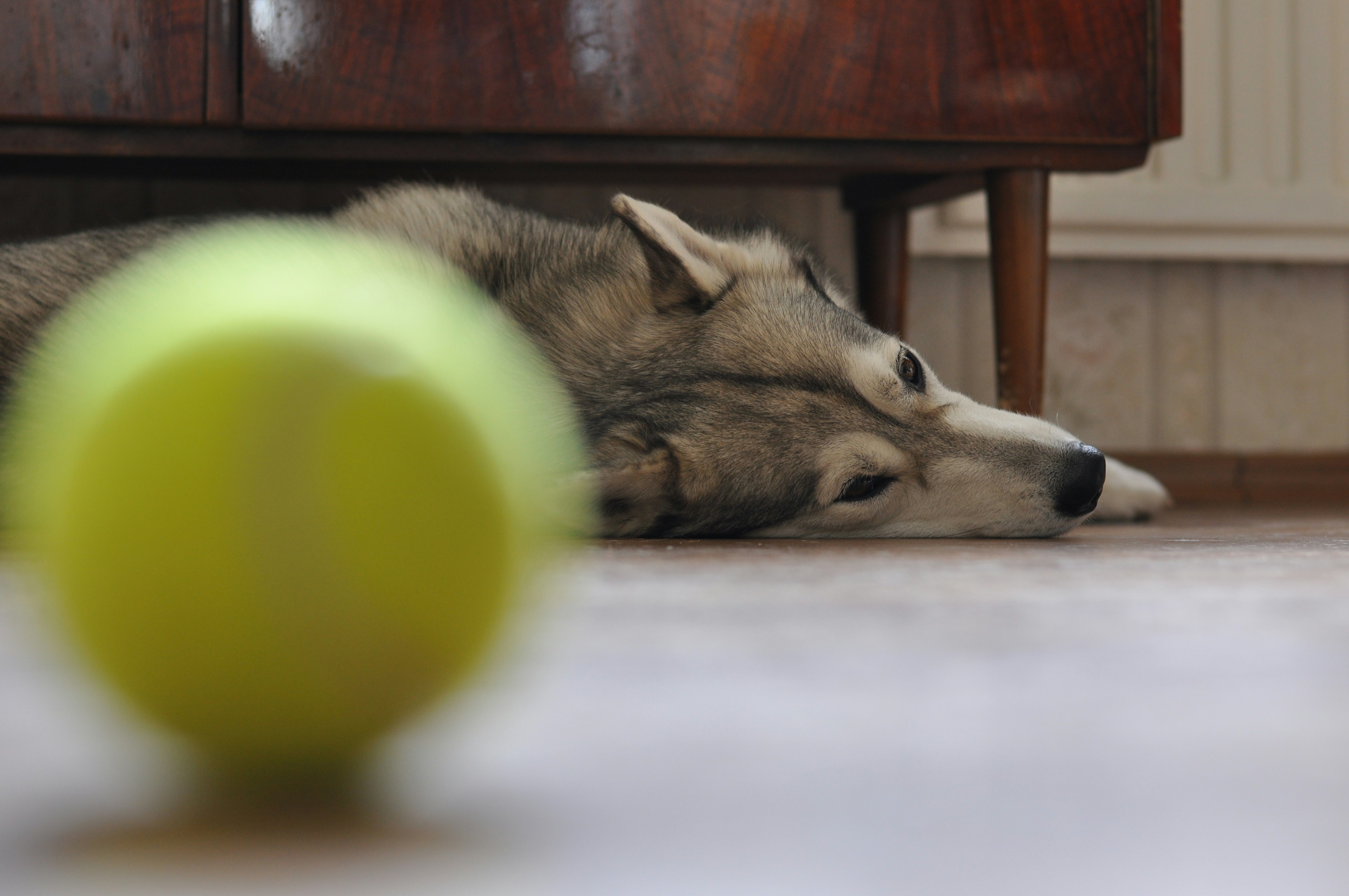 Husky lying behind a tennis ball