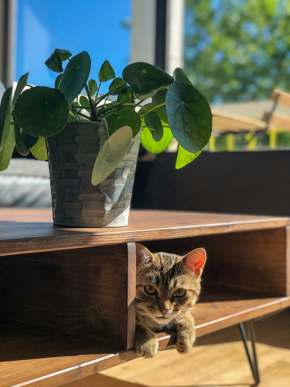 brown tabby cat on brown wooden table