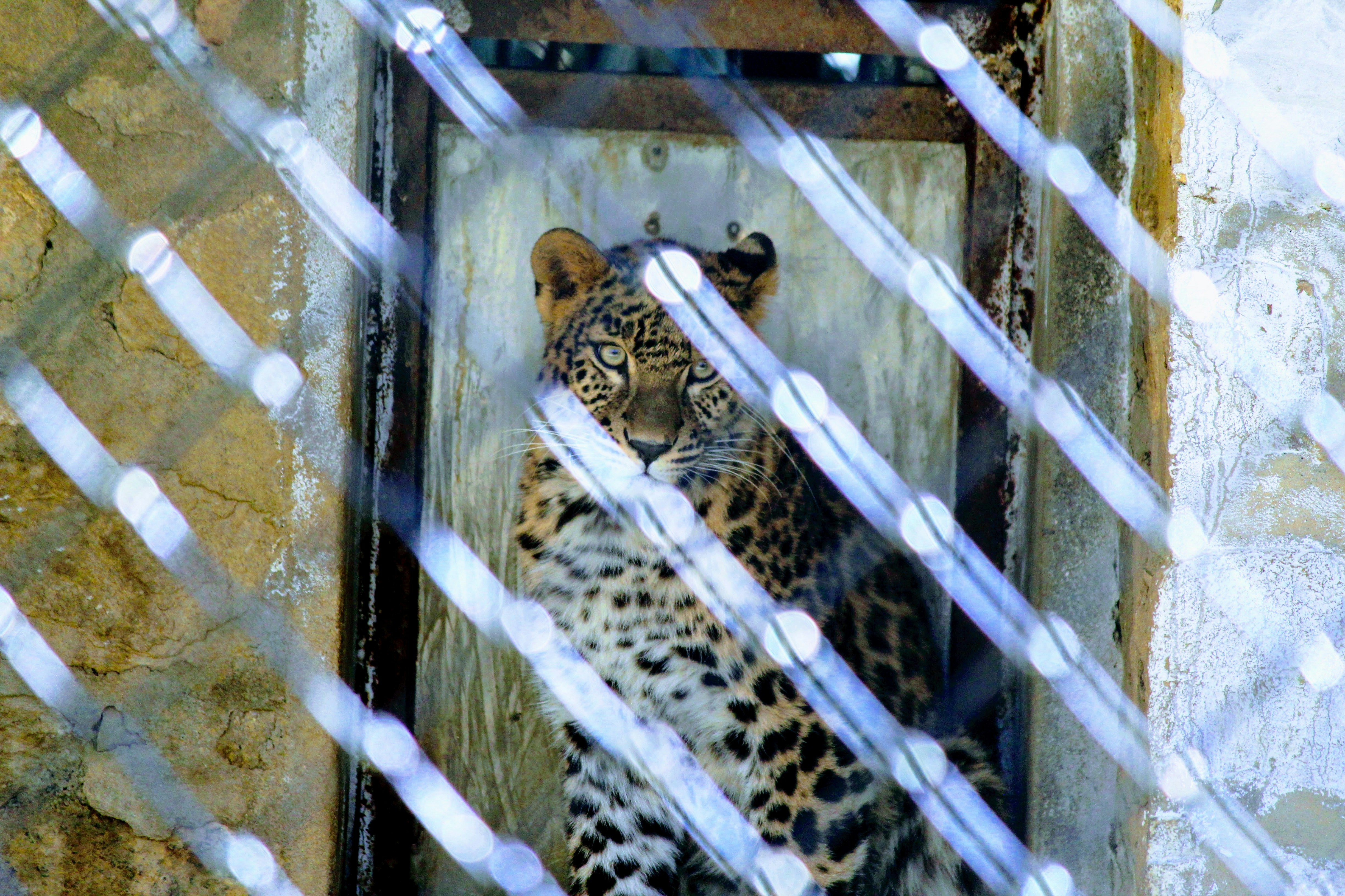 18. The Persian Leopard’s Mountain Miracle (image credits: unsplash)