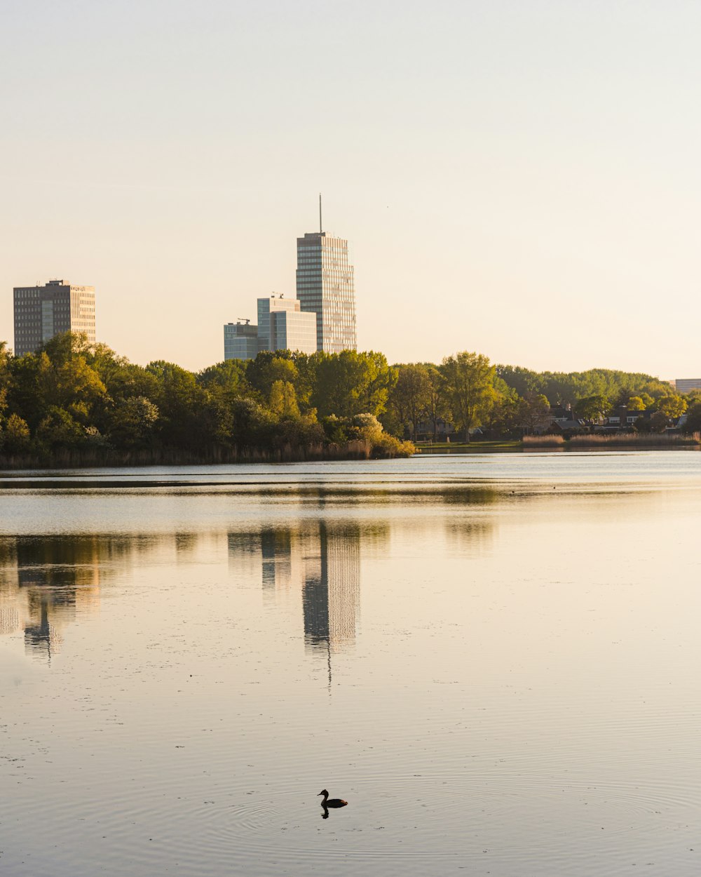 body of water near trees and buildings during daytime