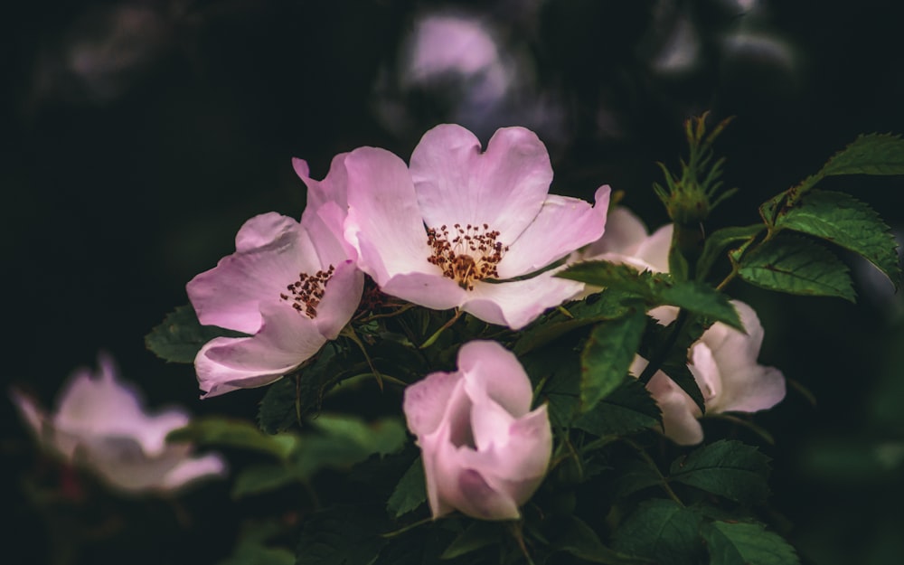 pink flower in tilt shift lens