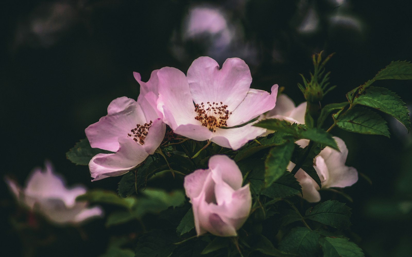 Sony Alpha DSLR-A350 + Sony 75-300mm F4.5-5.6 sample photo. Pink flower in tilt photography