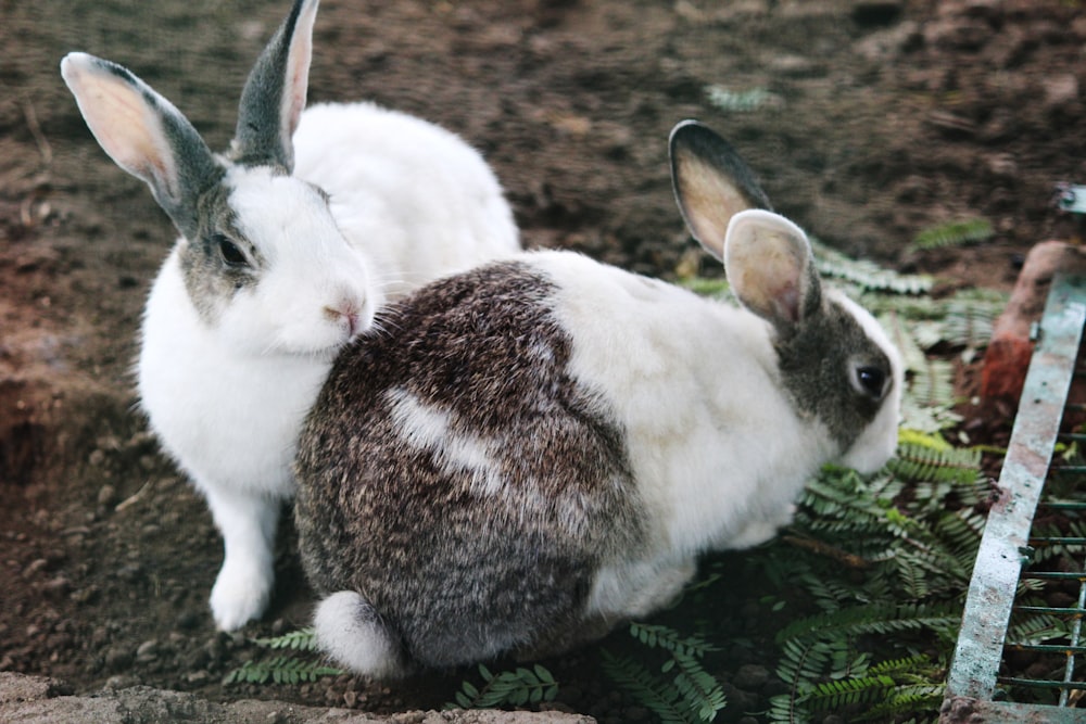 white and brown rabbit on ground