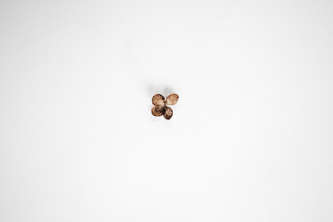 brown round cookie on white surface