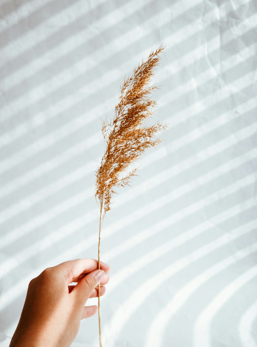 person holding brown wheat during daytime