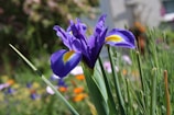 A vibrant purple iris flower with intricate petals displaying a mix of rich violet and a hint of golden yellow at the center. The flower is surrounded by slender green leaves, and the background features a soft focus of various colorful flowers and lush greenery.