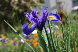 A vibrant purple iris flower with intricate petals displaying a mix of rich violet and a hint of golden yellow at the center. The flower is surrounded by slender green leaves, and the background features a soft focus of various colorful flowers and lush greenery.