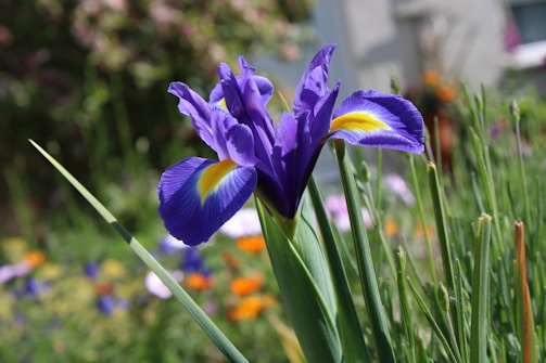 A vibrant purple iris flower with intricate petals displaying a mix of rich violet and a hint of golden yellow at the center. The flower is surrounded by slender green leaves, and the background features a soft focus of various colorful flowers and lush greenery.