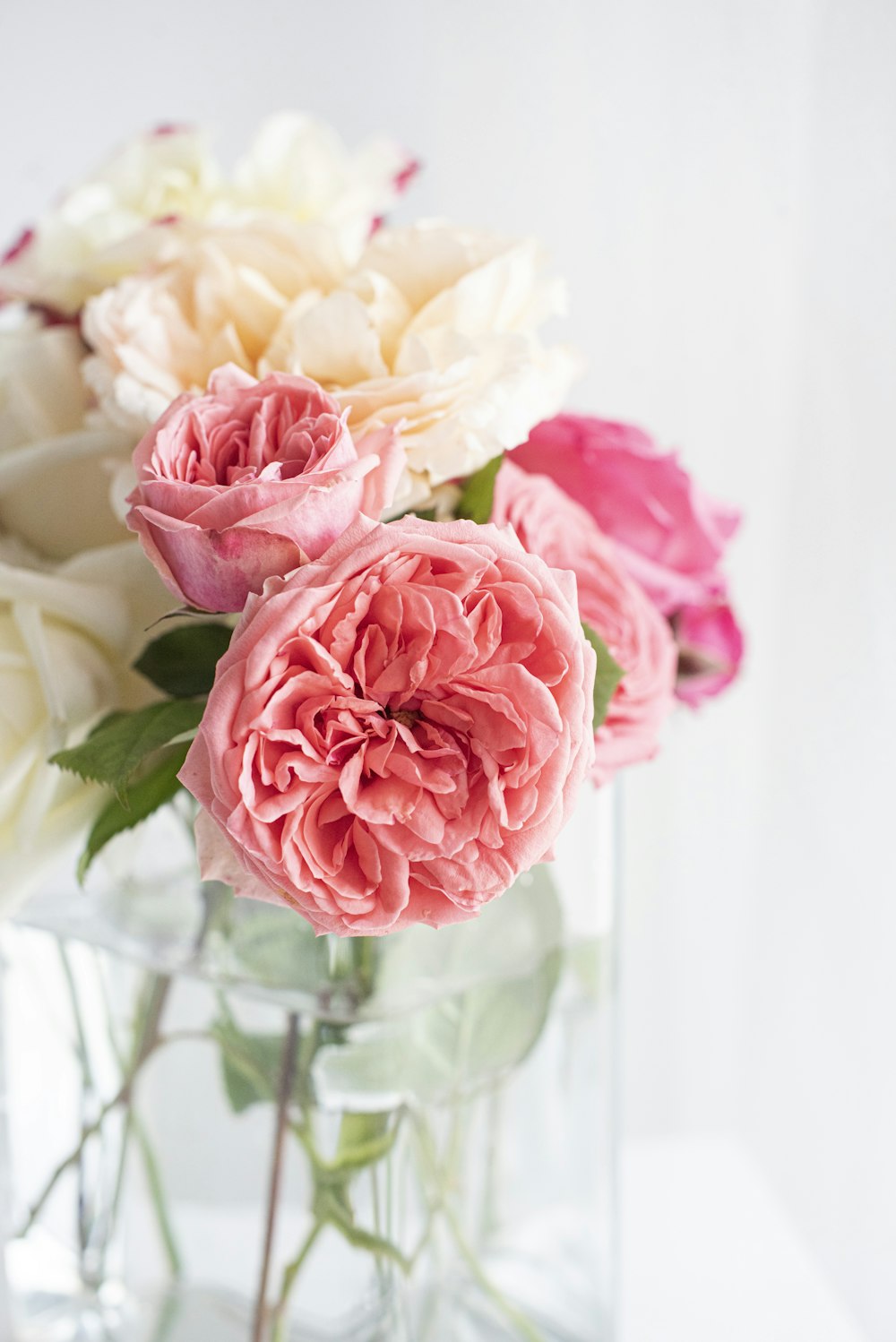 pink and white roses in white vase