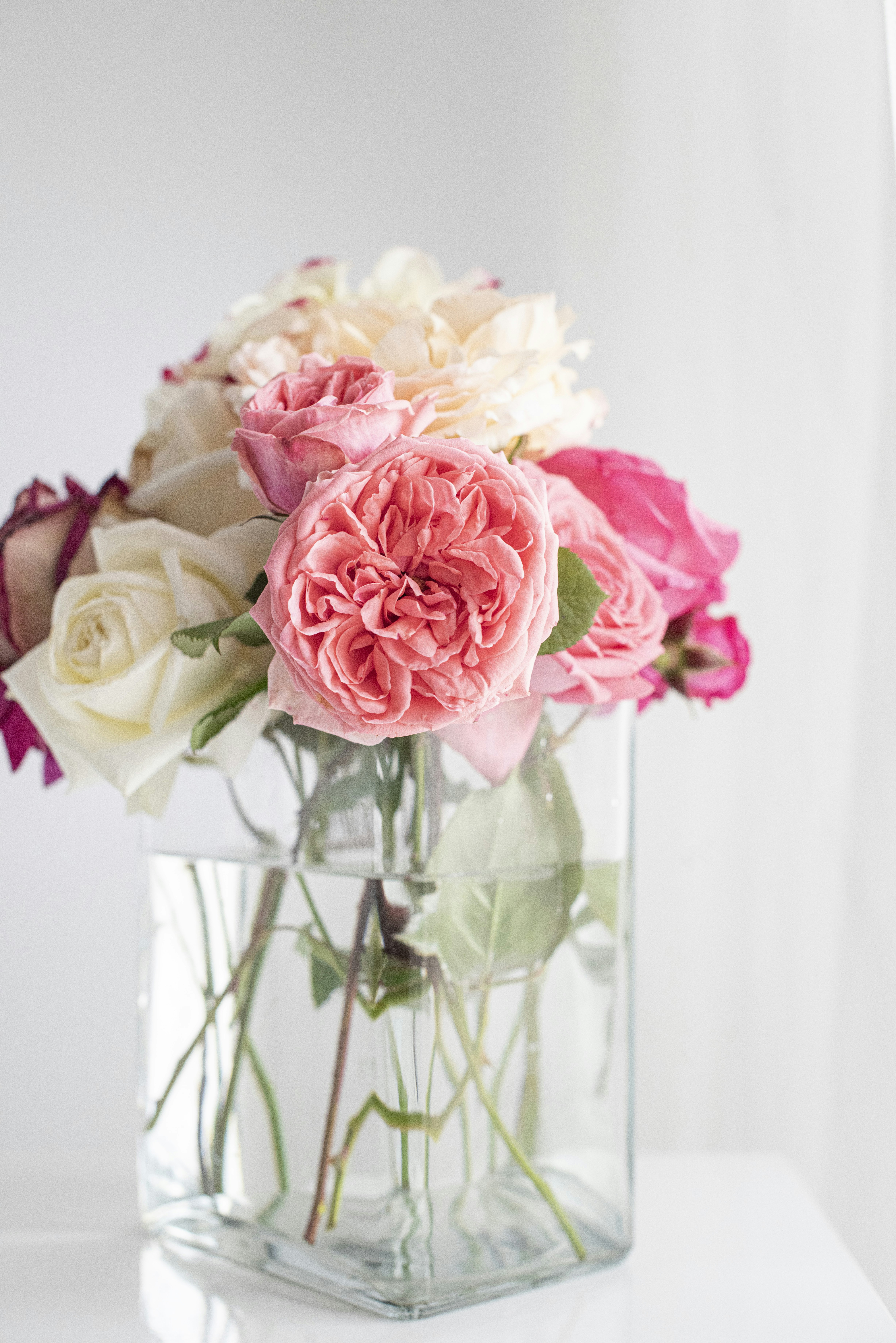 Roses lover