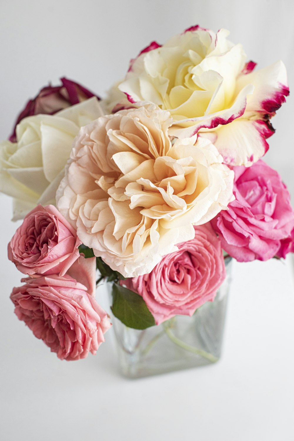 pink and white roses in white vase