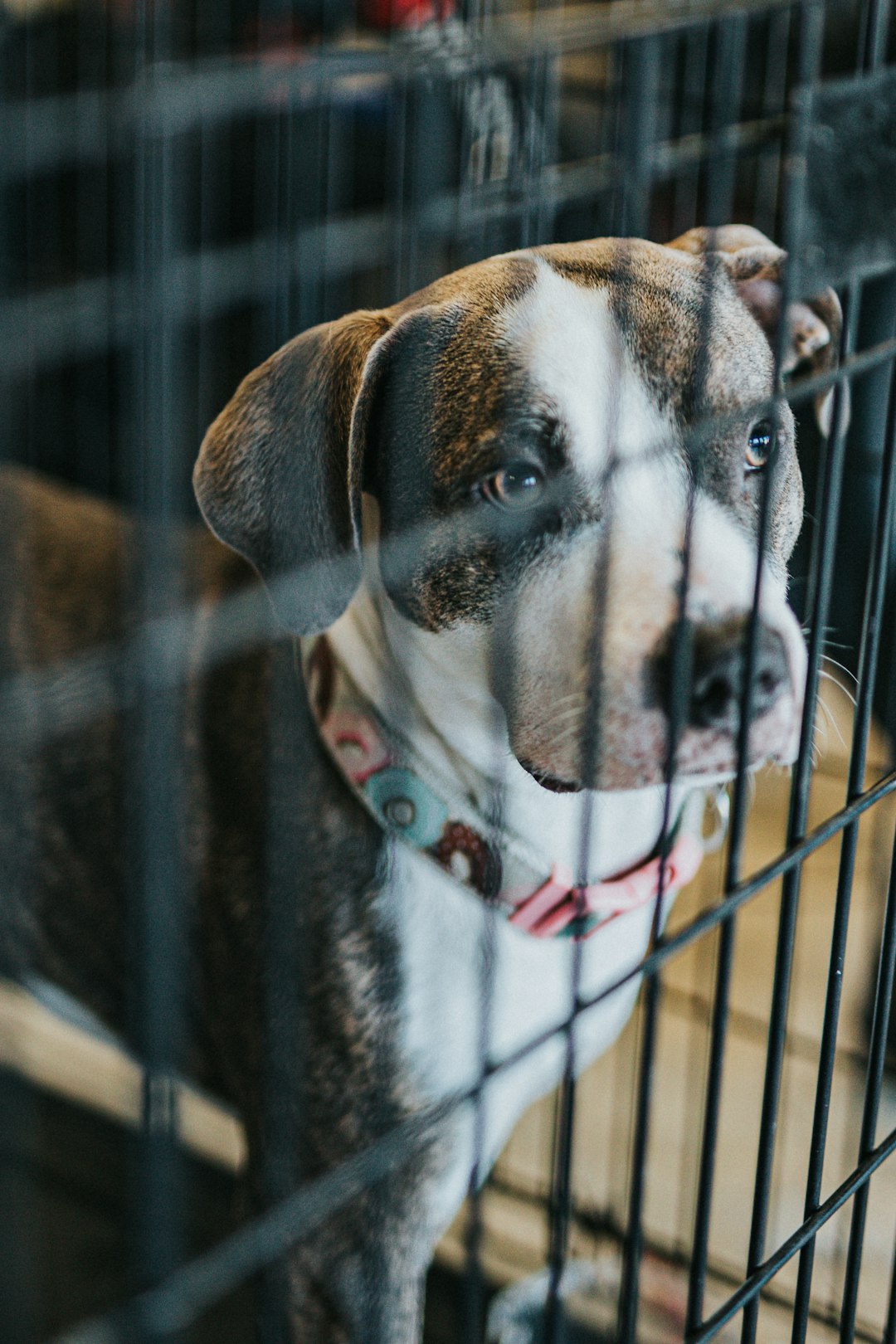 white and brown short coated dog in black steel cage