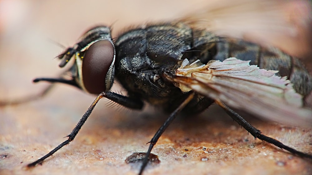 black and brown fly in macro photography