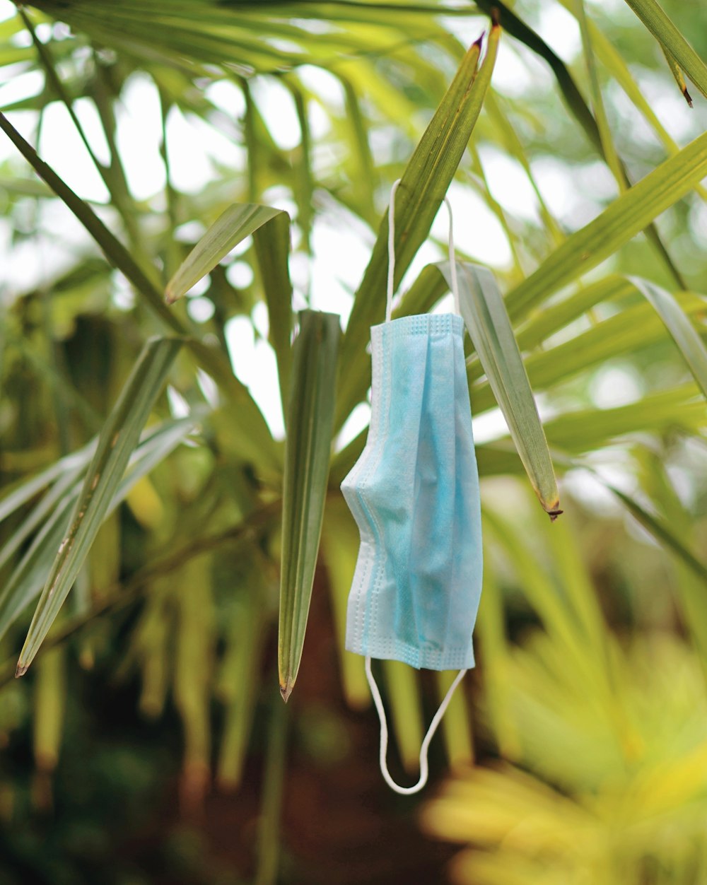 blue textile hanging on green plant