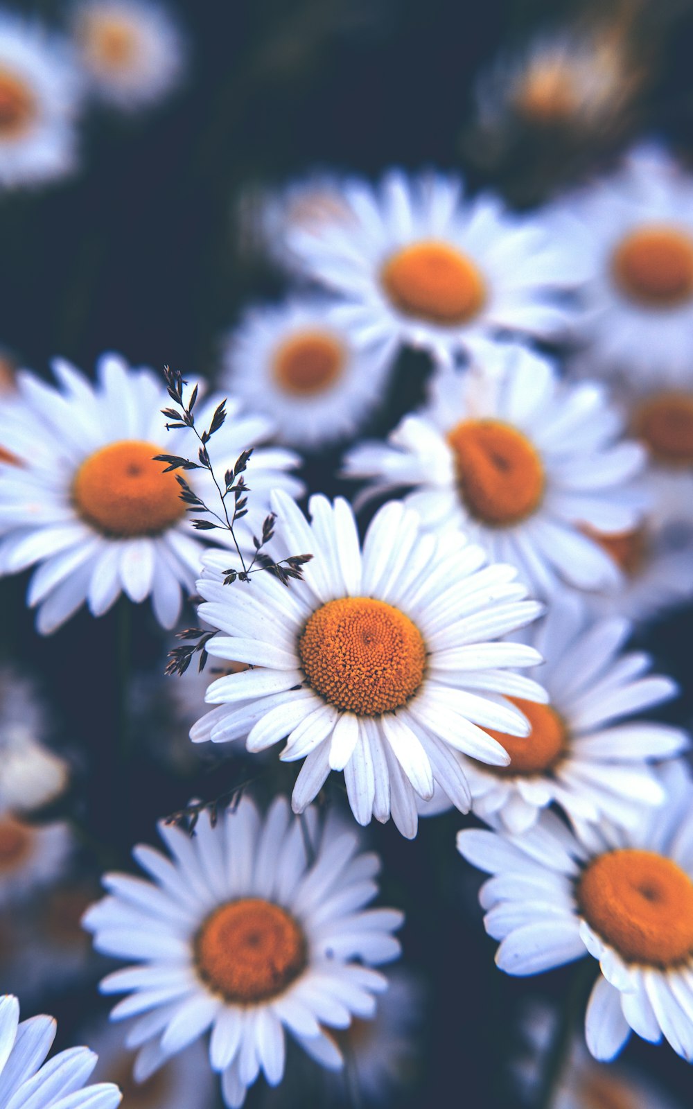 白とオレンジのデイジーの花
