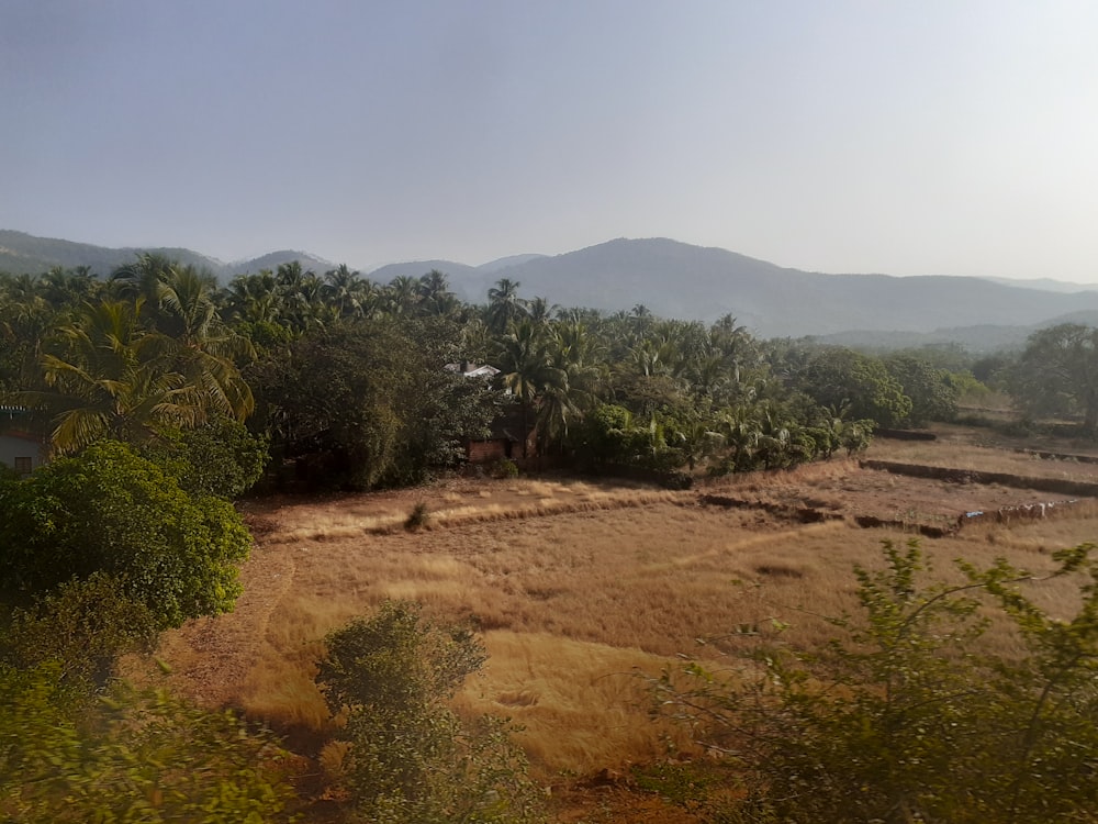 green trees on brown field under white sky during daytime