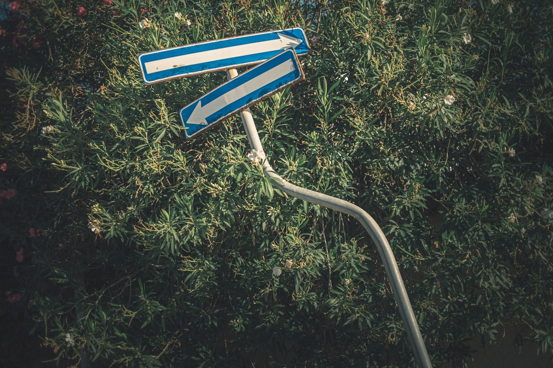 blue and white arrow sign on green grass