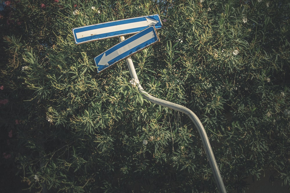 blue and white arrow sign on green grass