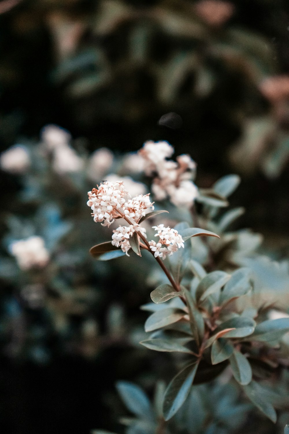 white flower in tilt shift lens