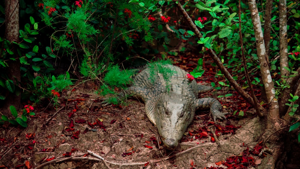 green crocodile on brown dried leaves