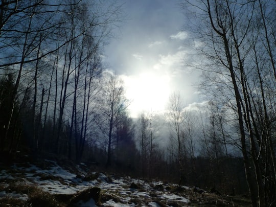 bare trees on snow covered ground under white cloudy sky during daytime in Harz Germany