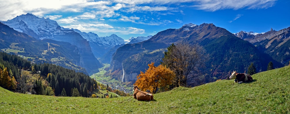 brown cow on green grass field near trees and mountains under blue sky during daytime