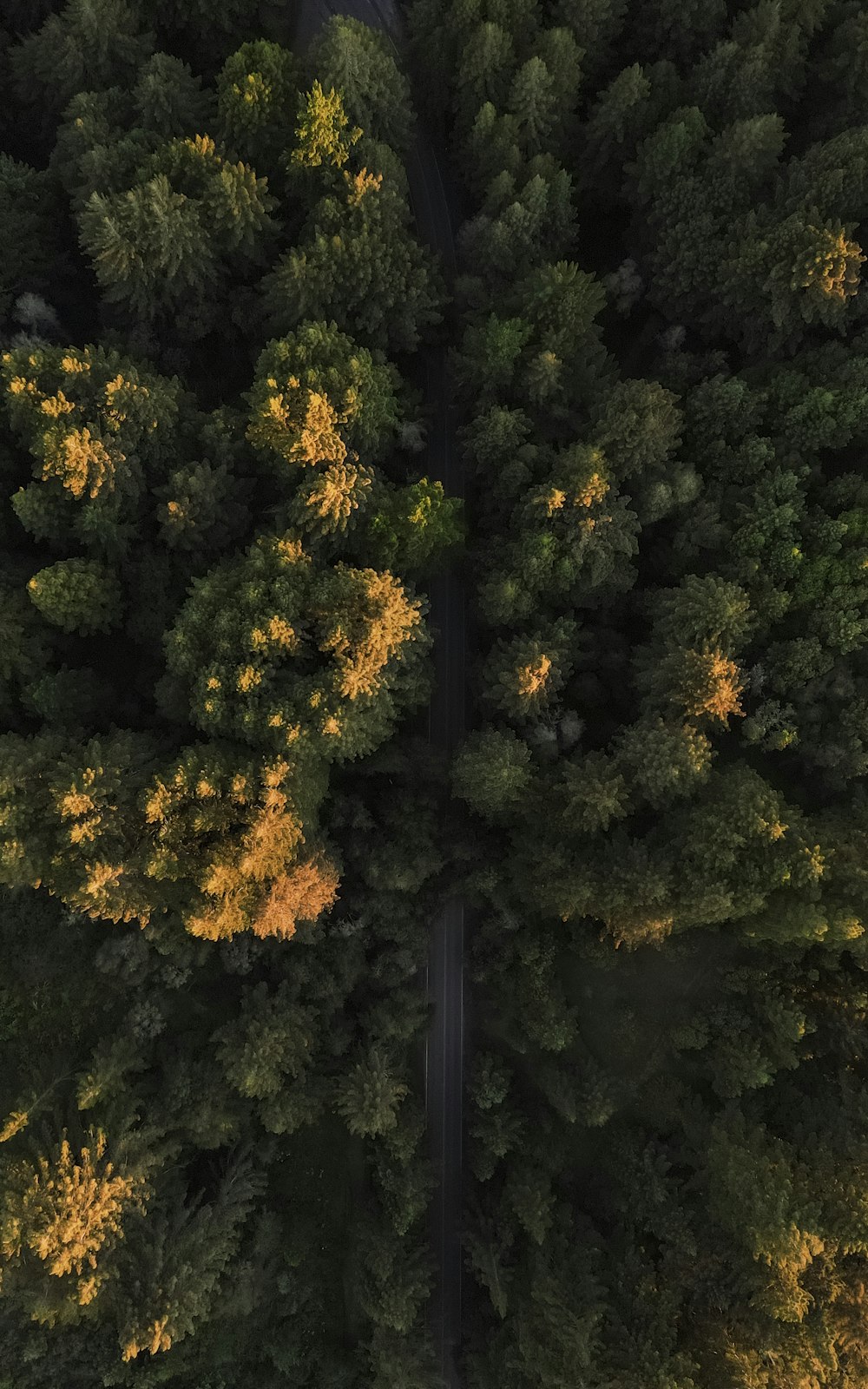 arbres à feuilles vertes et jaunes