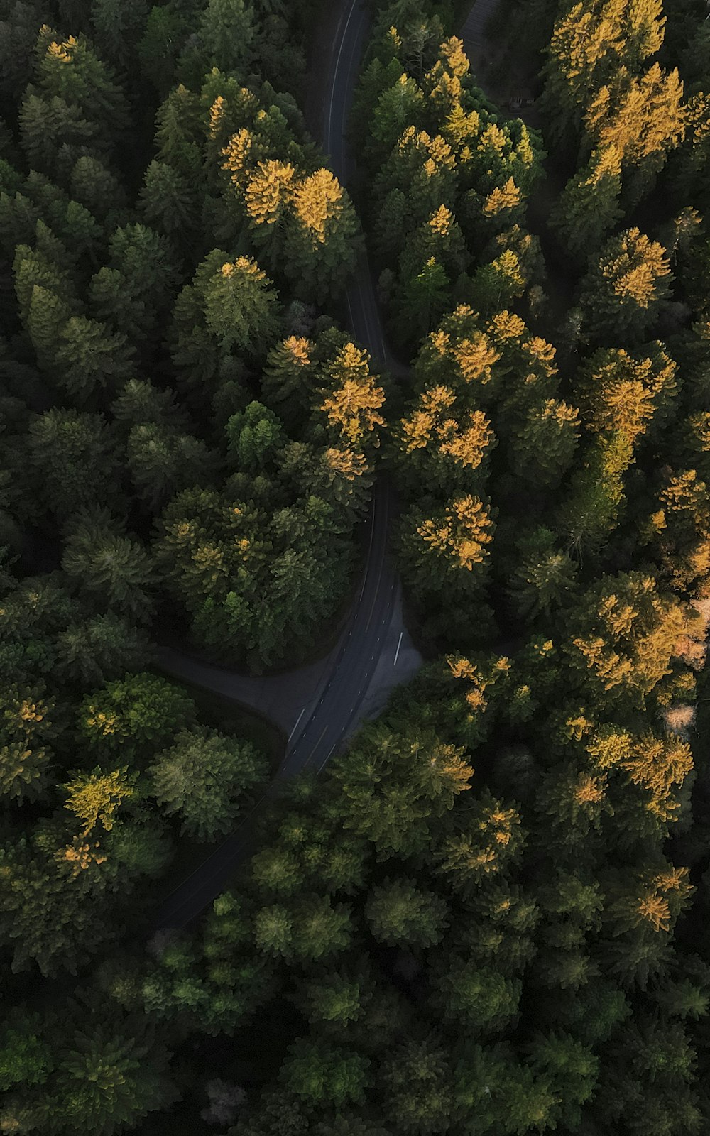 green and yellow trees during daytime