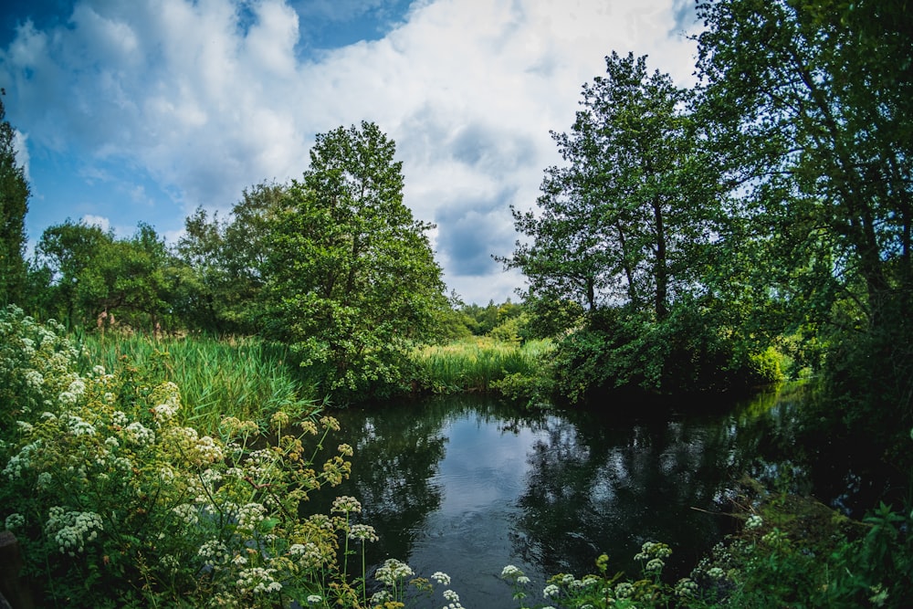 green trees beside river under cloudy sky during daytime