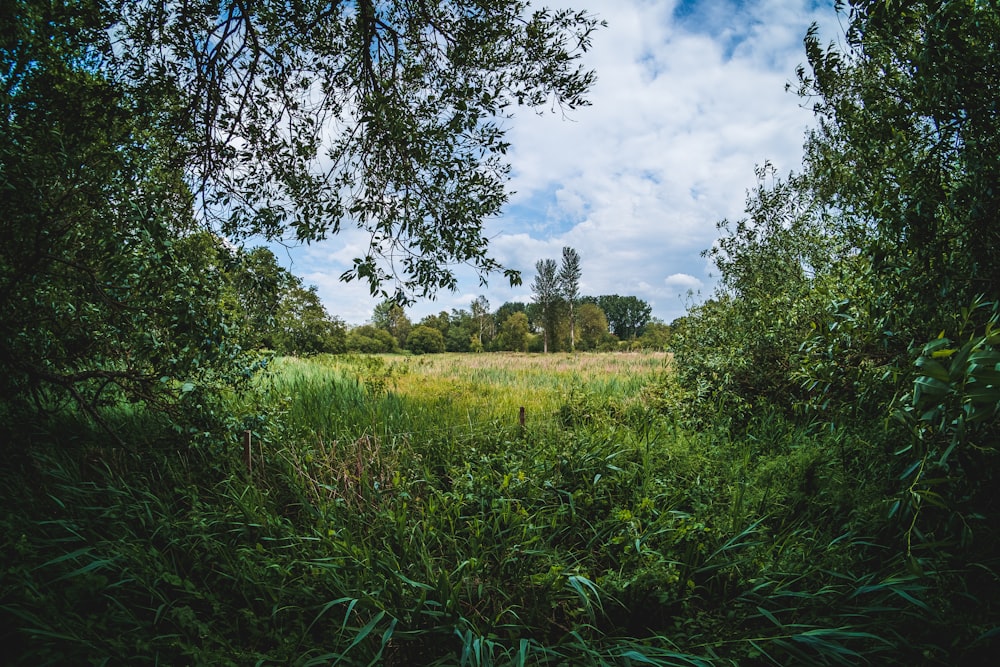 green grass field and green trees under white clouds and blue sky during daytime