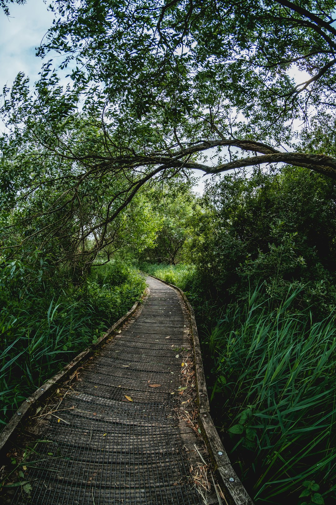 brown wooden pathway between green grass and trees during daytime