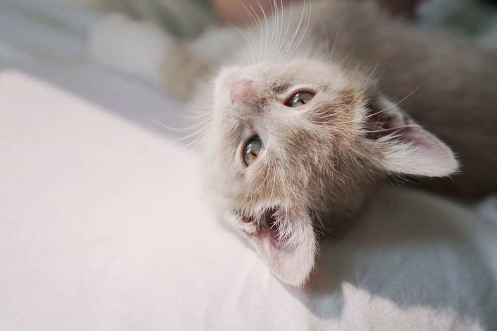 brown tabby kitten on white textile