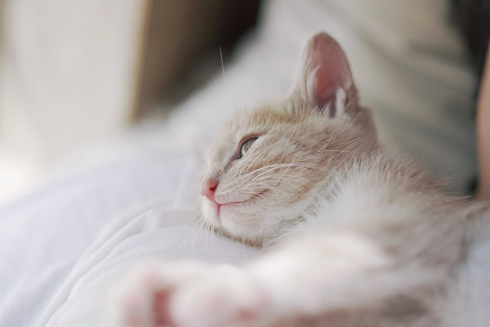 orange tabby cat lying on white textile