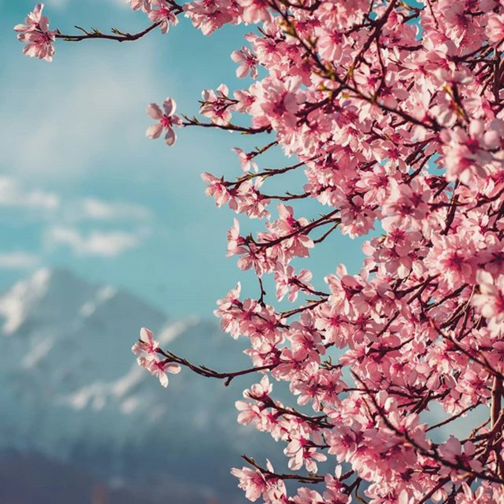 red leaf tree under white clouds during daytime