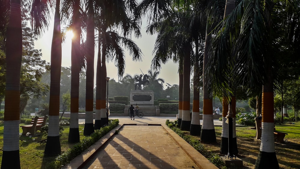 palm trees near body of water during daytime