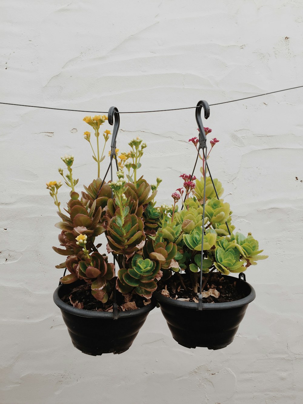 green and brown plant on black plastic pot