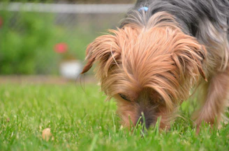 A close-up of a small dog sniffing cautiously near a patch of grass with warning signs about outdoor poison.