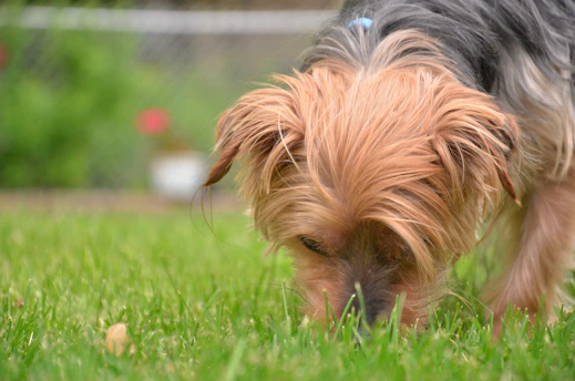 A close-up of a small dog sniffing cautiously near a patch of grass with warning signs about outdoor poison.