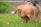 A small dog with long, light brown and gray fur is intently sniffing the grass. The dog's head is lowered, focusing on the ground with keen interest. The background shows a blurred garden with some greenery and a hint of a red object, possibly a flower pot.
