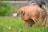 A small dog with long, light brown and gray fur is intently sniffing the grass. The dog's head is lowered, focusing on the ground with keen interest. The background shows a blurred garden with some greenery and a hint of a red object, possibly a flower pot.