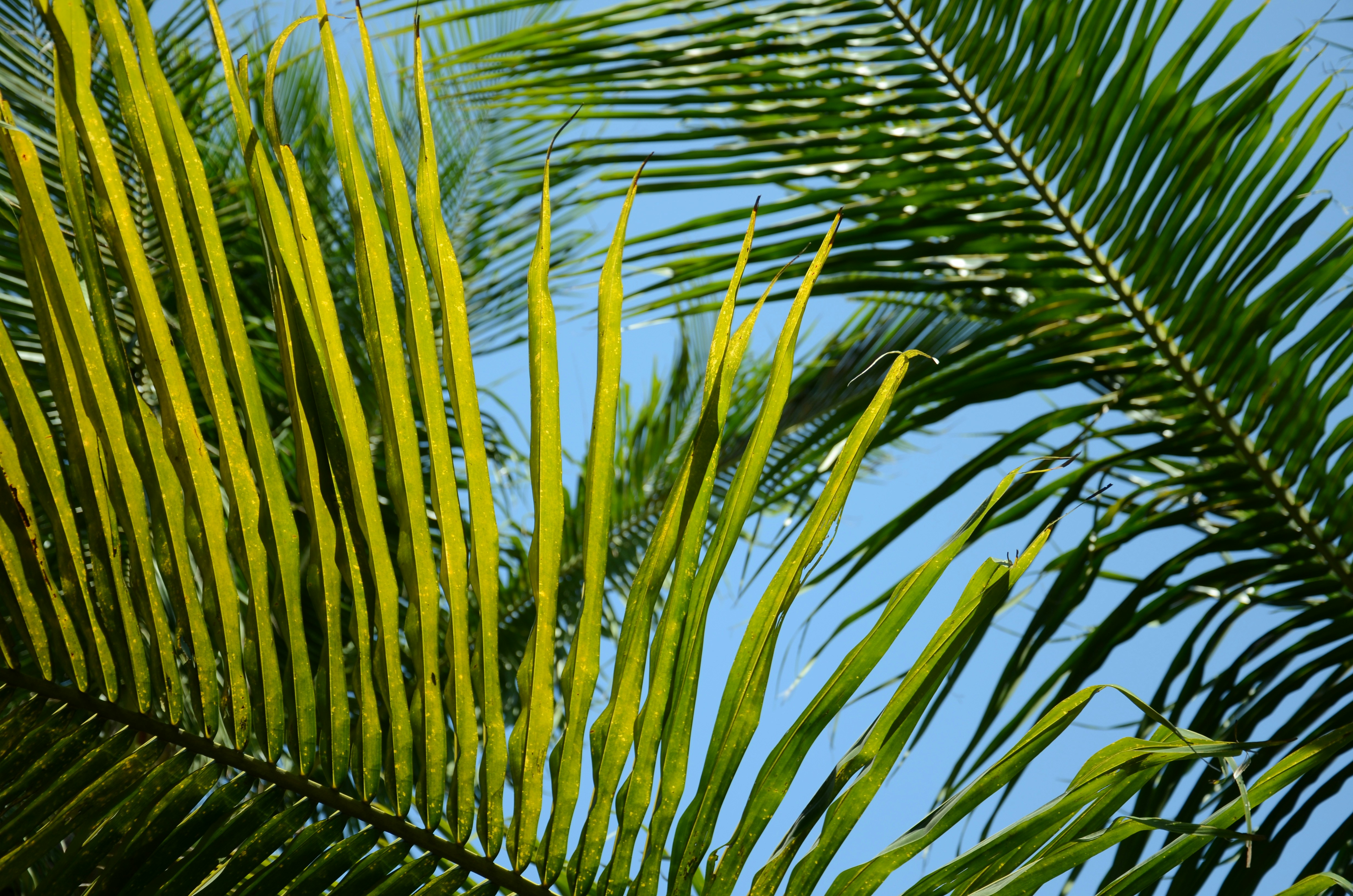 Photo by simongatdula