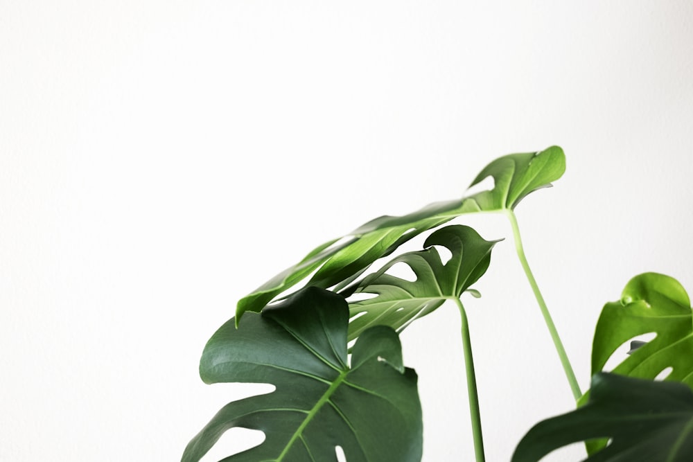 白い背景に緑の葉の植物