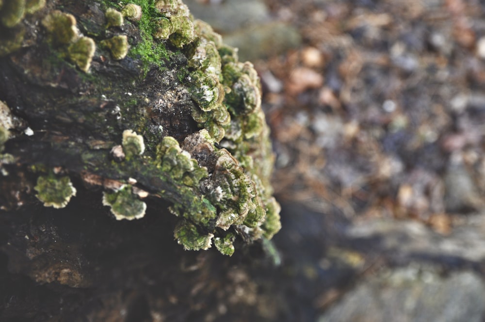 green moss on brown rock