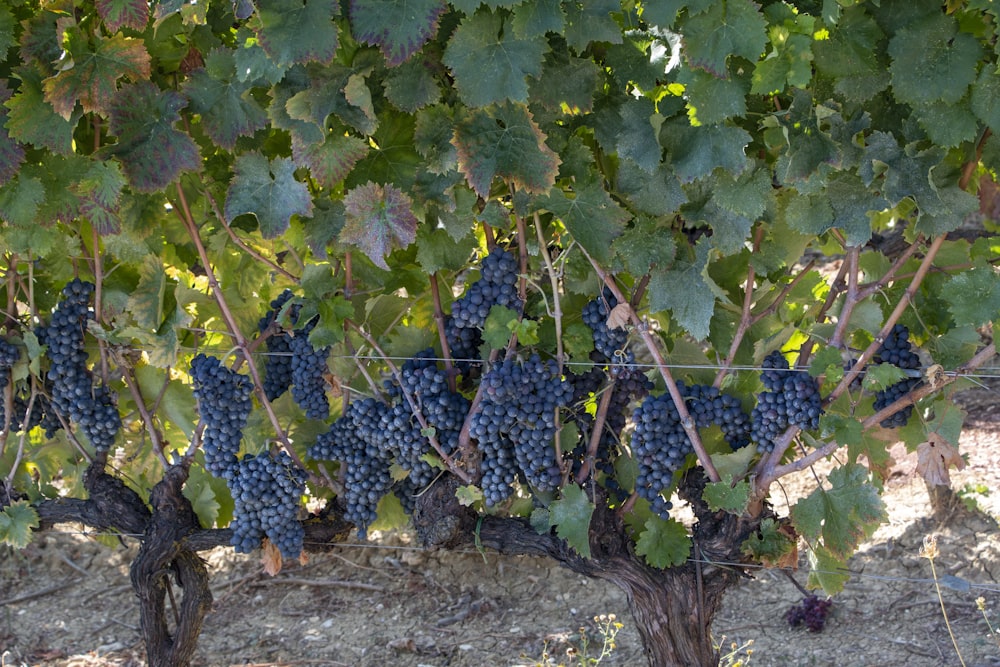 blue and white grapes on ground