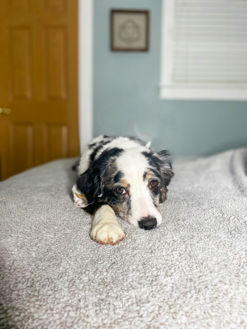 black and white short coated dog lying on white textile