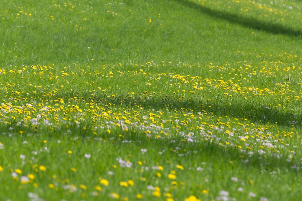 yellow flower field during daytime