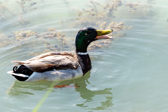 mallard duck on water during daytime in Lake Balaton Hungary